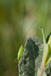 Conocephalus fuscus (Tettigoniidae)  - Conocéphale bigarré, Xiphidion Brun - Long-winged Conehead Nord [France] 24/07/2010 - 10m