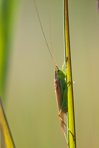 Conocephalus fuscus (Tettigoniidae)  - Conocéphale bigarré, Xiphidion Brun - Long-winged Conehead Nord [France] 24/07/2010 - 10m