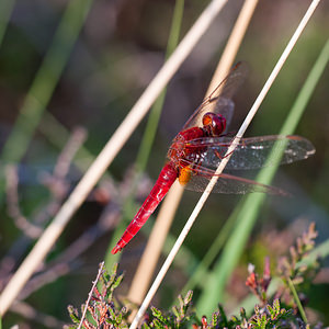 Crocothemis erythraea (Libellulidae)  - Crocothémis écarlate - Scarlet Dragonfly Marne [France] 11/07/2010 - 240m