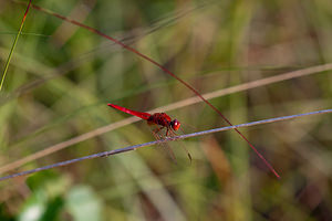 Crocothemis erythraea (Libellulidae)  - Crocothémis écarlate - Scarlet Dragonfly Marne [France] 11/07/2010 - 240m