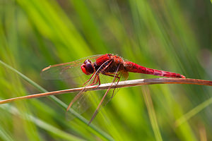 Crocothemis erythraea (Libellulidae)  - Crocothémis écarlate - Scarlet Dragonfly Marne [France] 11/07/2010 - 250m