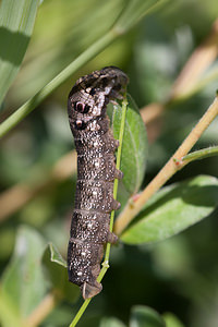 Deilephila porcellus (Sphingidae)  - Petit Sphinx de la Vigne - Small Elephant Hawk-moth Nord [France] 24/07/2010