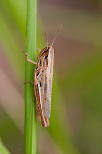 Euchorthippus declivus (Acrididae)  - Criquet des mouillères, Criquet des Bromes Meuse [France] 12/07/2010 - 340m