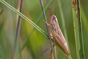 Euchorthippus declivus (Acrididae)  - Criquet des mouillères, Criquet des Bromes Meuse [France] 12/07/2010 - 340m