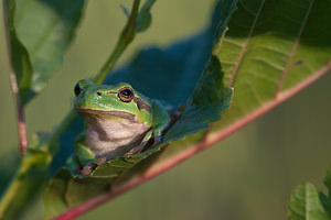 Hyla arborea (Hylidae)  - Rainette verte - Common Tree Frog Pas-de-Calais [France] 24/07/2010 - 10m