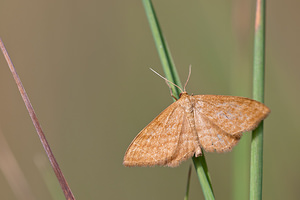 Idaea ochrata (Geometridae)  - Acidalie ocreuse Ardennes [France] 13/07/2010 - 160m