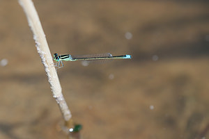 Ischnura pumilio (Coenagrionidae)  - Agrion nain - Scarce Blue-tailed Damselfly Nord [France] 24/07/2010 - 10m