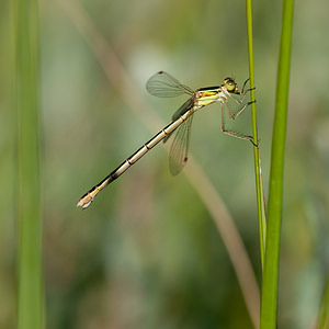 Lestes barbarus (Lestidae)  - Leste sauvage - Shy Emerald Damselfly Nord [France] 24/07/2010 - 10m