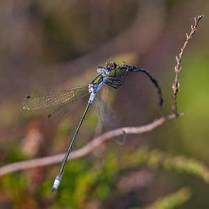 Lestes dryas (Lestidae)  - Leste des bois, Leste dryade - Scarce Emerald Damselfly Marne [France] 11/07/2010 - 240m