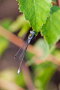 Lestes dryas (Lestidae)  - Leste des bois, Leste dryade - Scarce Emerald Damselfly Marne [France] 11/07/2010 - 240m