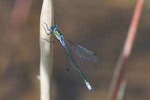 Lestes sponsa (Lestidae)  - Leste fiancé - Emerald Damselfly Nord [France] 24/07/2010 - 10m