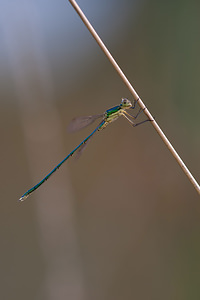 Lestes virens vestalis (Lestidae)  - Leste verdoyant septentrional Marne [France] 10/07/2010 - 250m