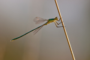 Lestes virens vestalis (Lestidae)  - Leste verdoyant septentrional Marne [France] 10/07/2010 - 250m