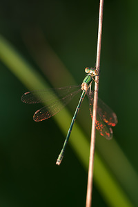 Lestes virens vestalis (Lestidae)  - Leste verdoyant septentrional Marne [France] 11/07/2010 - 240m