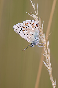 Lysandra coridon (Lycaenidae)  - Argus bleu-nacré - Chalk-hill Blue Ardennes [France] 12/07/2010 - 160m