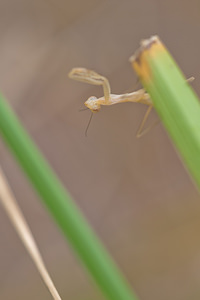 Mantis religiosa (Mantidae)  - Mante religieuse - Praying Mantis Meuse [France] 12/07/2010 - 340m