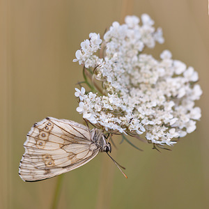 Melanargia galathea (Nymphalidae)  - Demi-Deuil, Échiquier, Échiquier commun, Arge galathée Ardennes [France] 12/07/2010 - 160m