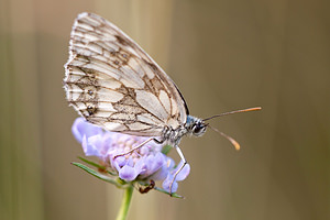 Melanargia galathea (Nymphalidae)  - Demi-Deuil, Échiquier, Échiquier commun, Arge galathée Ardennes [France] 12/07/2010 - 160m