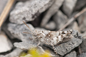 Oedipoda caerulescens (Acrididae)  - Oedipode turquoise, Criquet à ailes bleues - Blue-winged Grasshopper Meuse [France] 12/07/2010 - 340m