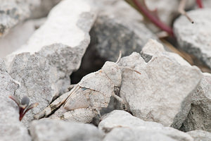 Oedipoda caerulescens (Acrididae)  - Oedipode turquoise, Criquet à ailes bleues - Blue-winged Grasshopper Meuse [France] 12/07/2010 - 340m