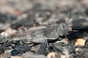 Oedipoda caerulescens (Acrididae)  - Oedipode turquoise, Criquet à ailes bleues - Blue-winged Grasshopper Nord [France] 18/07/2010 - 20m