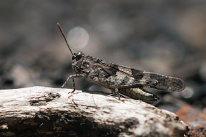 Oedipoda caerulescens (Acrididae)  - Oedipode turquoise, Criquet à ailes bleues - Blue-winged Grasshopper Nord [France] 18/07/2010 - 20m