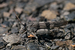 Oedipoda caerulescens (Acrididae)  - Oedipode turquoise, Criquet à ailes bleues - Blue-winged Grasshopper Nord [France] 18/07/2010 - 30m