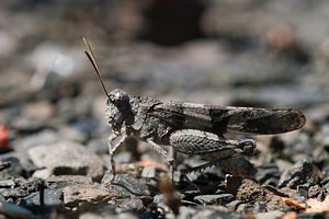 Oedipoda caerulescens (Acrididae)  - Oedipode turquoise, Criquet à ailes bleues - Blue-winged Grasshopper Nord [France] 18/07/2010 - 30m