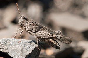 Oedipoda caerulescens (Acrididae)  - Oedipode turquoise, Criquet à ailes bleues - Blue-winged Grasshopper Nord [France] 18/07/2010 - 20m