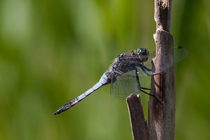 Orthetrum cancellatum (Libellulidae)  - Orthétrum réticulé - Black-tailed Skimmer Nord [France] 18/07/2010 - 20m