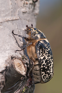 Polyphylla fullo (Scarabaeidae)  - Hanneton foulon, Hanneton des pins - Pine Chafer Nord [France] 24/07/2010 - 10m