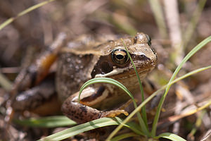Rana temporaria (Ranidae)  - Grenouille rousse - Grass Frog Nord [France] 24/07/2010 - 10m