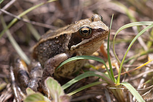 Rana temporaria (Ranidae)  - Grenouille rousse - Grass Frog Nord [France] 24/07/2010 - 10m