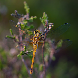 Sympetrum sanguineum (Libellulidae)  - Sympétrum sanguin, Sympétrum rouge sang - Ruddy Darter Marne [France] 11/07/2010 - 240m