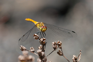 Sympetrum sanguineum (Libellulidae)  - Sympétrum sanguin, Sympétrum rouge sang - Ruddy Darter Nord [France] 18/07/2010 - 30m