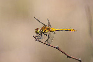 Sympetrum sanguineum (Libellulidae)  - Sympétrum sanguin, Sympétrum rouge sang - Ruddy Darter Nord [France] 18/07/2010 - 40m