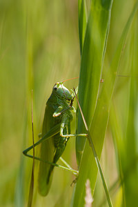 Tettigonia viridissima (Tettigoniidae)  - Grande Sauterelle verte, Sauterelle verte (des prés),  Tettigonie verte, Sauterelle à coutelas - Great Green Bush Cricket Nord [France] 24/07/2010 - 10m