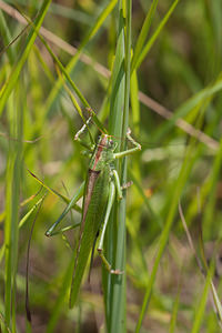 Tettigonia viridissima (Tettigoniidae)  - Grande Sauterelle verte, Sauterelle verte (des prés),  Tettigonie verte, Sauterelle à coutelas - Great Green Bush Cricket Nord [France] 24/07/2010 - 10m