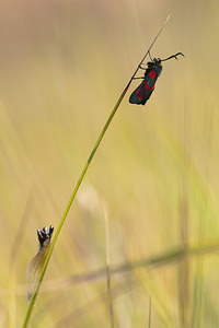 Zygaena filipendulae (Zygaenidae)  - Zygène du Pied-de-Poule, Zygène des Lotiers, Zygène de la Filipendule - Six-spot Burnet Nord [France] 24/07/2010 - 10m