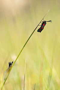 Zygaena filipendulae (Zygaenidae)  - Zygène du Pied-de-Poule, Zygène des Lotiers, Zygène de la Filipendule - Six-spot Burnet Nord [France] 24/07/2010 - 10mtout frais !