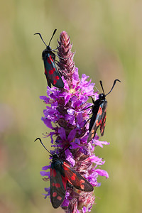 Zygaena filipendulae (Zygaenidae)  - Zygène du Pied-de-Poule, Zygène des Lotiers, Zygène de la Filipendule - Six-spot Burnet Nord [France] 24/07/2010 - 10m