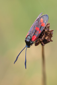 Zygaena transalpina hippocrepidis (Zygaenidae)  - Zygène de lHippocrépide Ardennes [France] 13/07/2010 - 160m