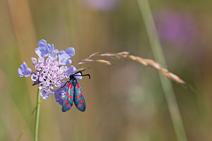 Zygaena transalpina hippocrepidis (Zygaenidae)  - Zygène de lHippocrépide Ardennes [France] 13/07/2010 - 160m