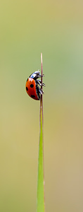 Coccinella septempunctata (Coccinellidae)  - Coccinelle à 7 points, Coccinelle, Bête à bon Dieu - Seven-spot Ladybird Nord [France] 08/08/2010 - 30m