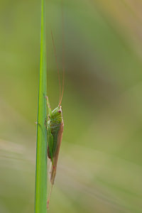 Conocephalus fuscus (Tettigoniidae)  - Conocéphale bigarré, Xiphidion Brun - Long-winged Conehead Pas-de-Calais [France] 01/08/2010 - 40m