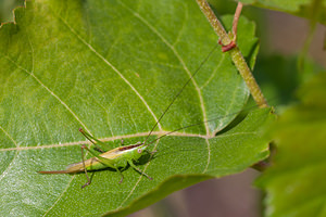 Conocephalus fuscus (Tettigoniidae)  - Conocéphale bigarré, Xiphidion Brun - Long-winged Conehead Nord [France] 08/08/2010 - 40m