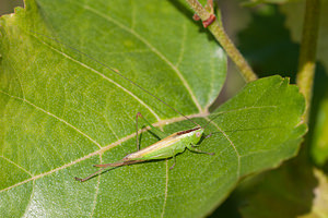 Conocephalus fuscus (Tettigoniidae)  - Conocéphale bigarré, Xiphidion Brun - Long-winged Conehead Nord [France] 08/08/2010 - 40m