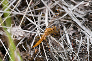 Crocothemis erythraea (Libellulidae)  - Crocothémis écarlate - Scarlet Dragonfly Nord [France] 08/08/2010 - 40m