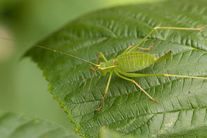 Leptophyes punctatissima (Tettigoniidae)  - Leptophye ponctuée, Sauterelle ponctuée, Barbitiste trèsponctué - Speckled Bush Cricket Nord [France] 07/08/2010 - 40m