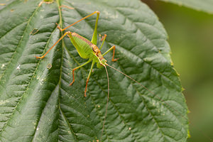 Leptophyes punctatissima (Tettigoniidae)  - Leptophye ponctuée, Sauterelle ponctuée, Barbitiste trèsponctué - Speckled Bush Cricket Nord [France] 07/08/2010 - 40m